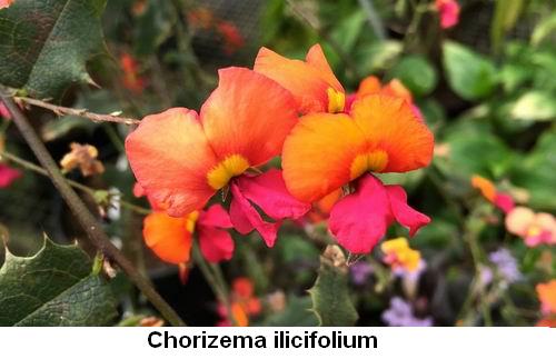 Chorizema ilicifolium.jpg